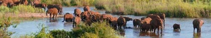 Mopani & Kruger National Park Room Only / Limited SC  - Deal Direct, Pay Less
